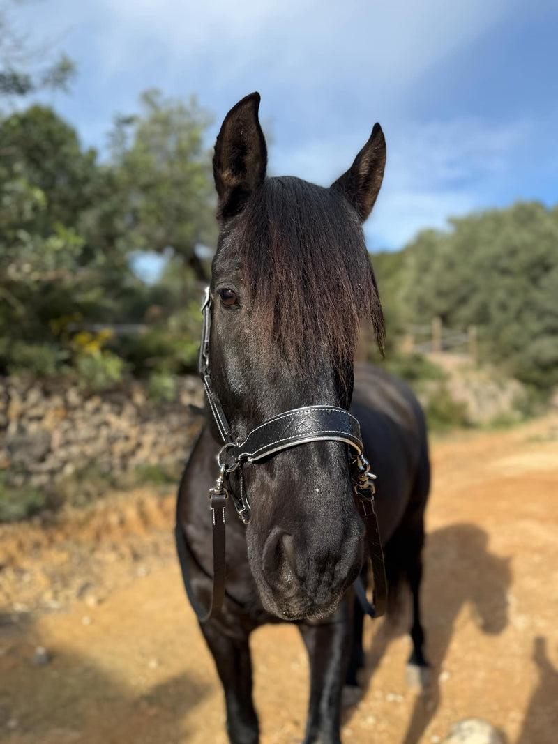 Handcrafted Bitless Sidepull bridle