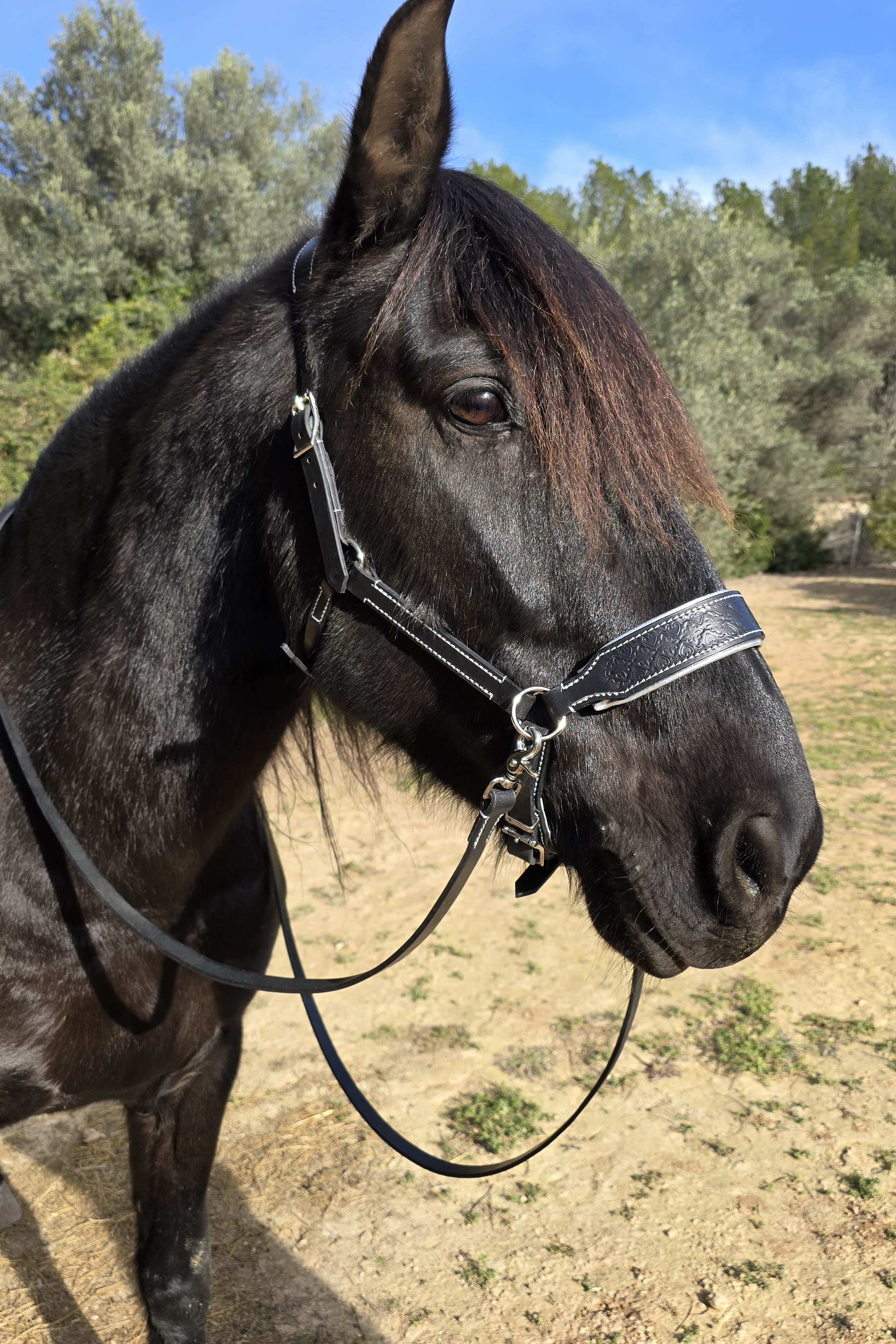 Handcrafted Bitless Sidepull bridle