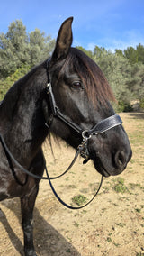 Handcrafted Bitless Sidepull bridle